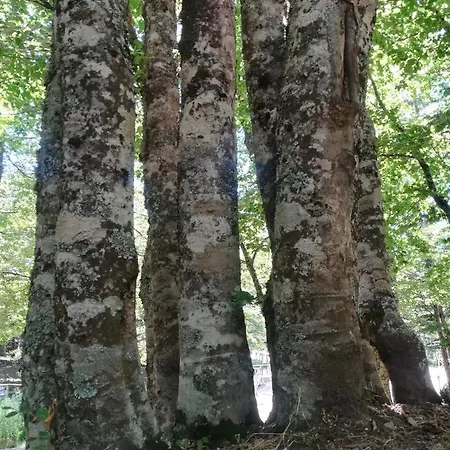Le Ginestre *
