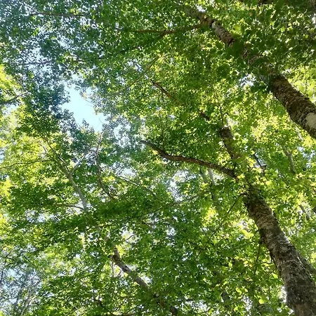 Couette-café Le Ginestre 3*