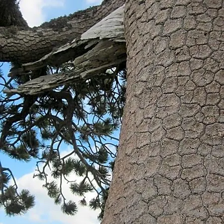 Le Ginestre 3*