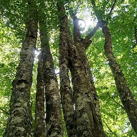 Le Ginestre فندق مبيت وإفطار فيدجانيلو