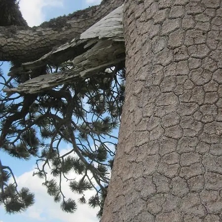 Le Ginestre *