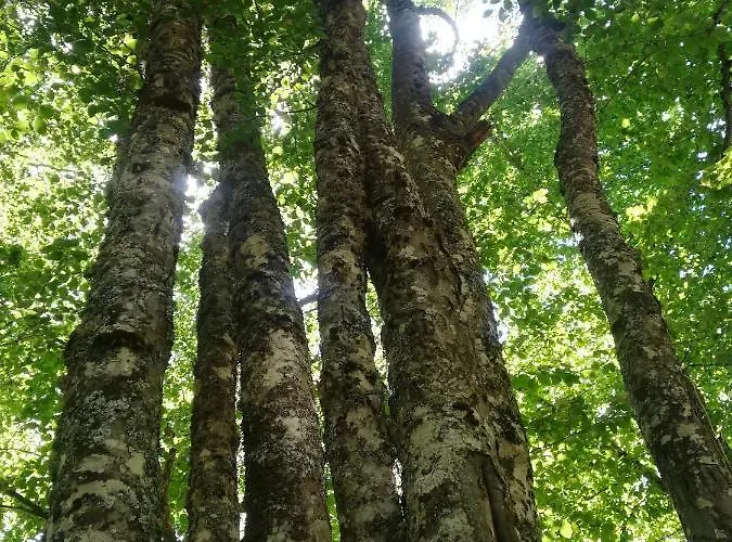 Bed & Breakfast Le Ginestre Viggianello