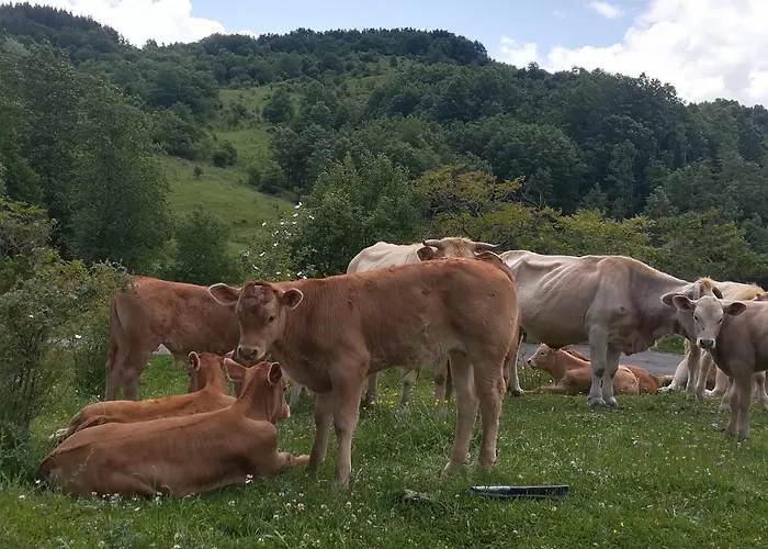 Le Ginestre Bed & Breakfast Viggianello