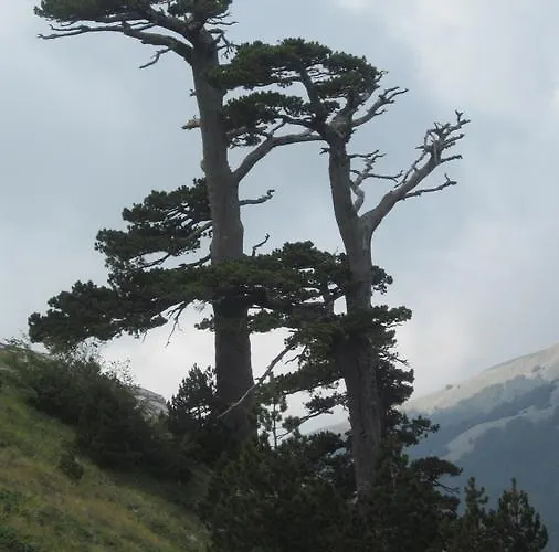 Le Ginestre Bed & Breakfast